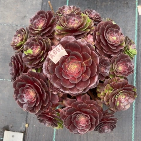 692花月夜32厘米左右