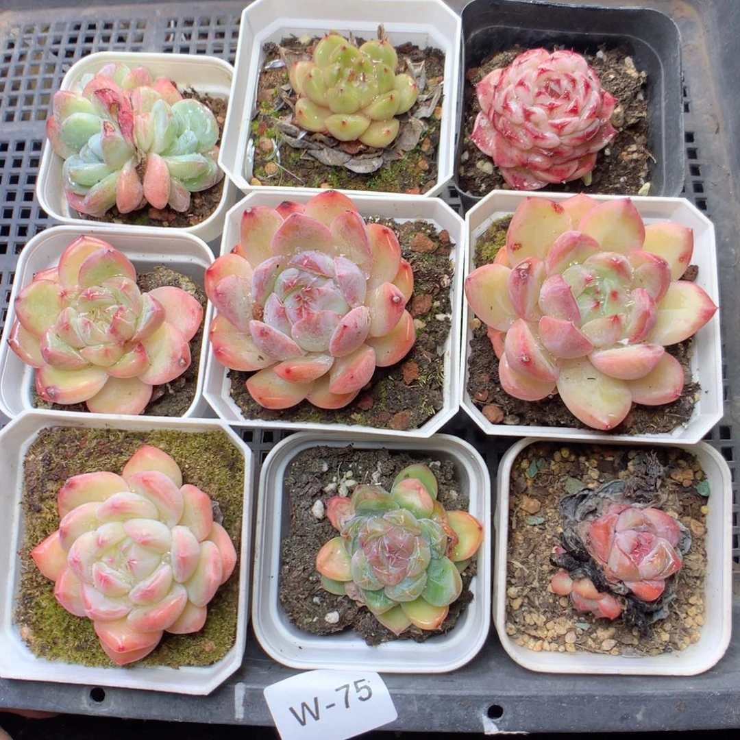 无花朵W75yyyyyyyyyy