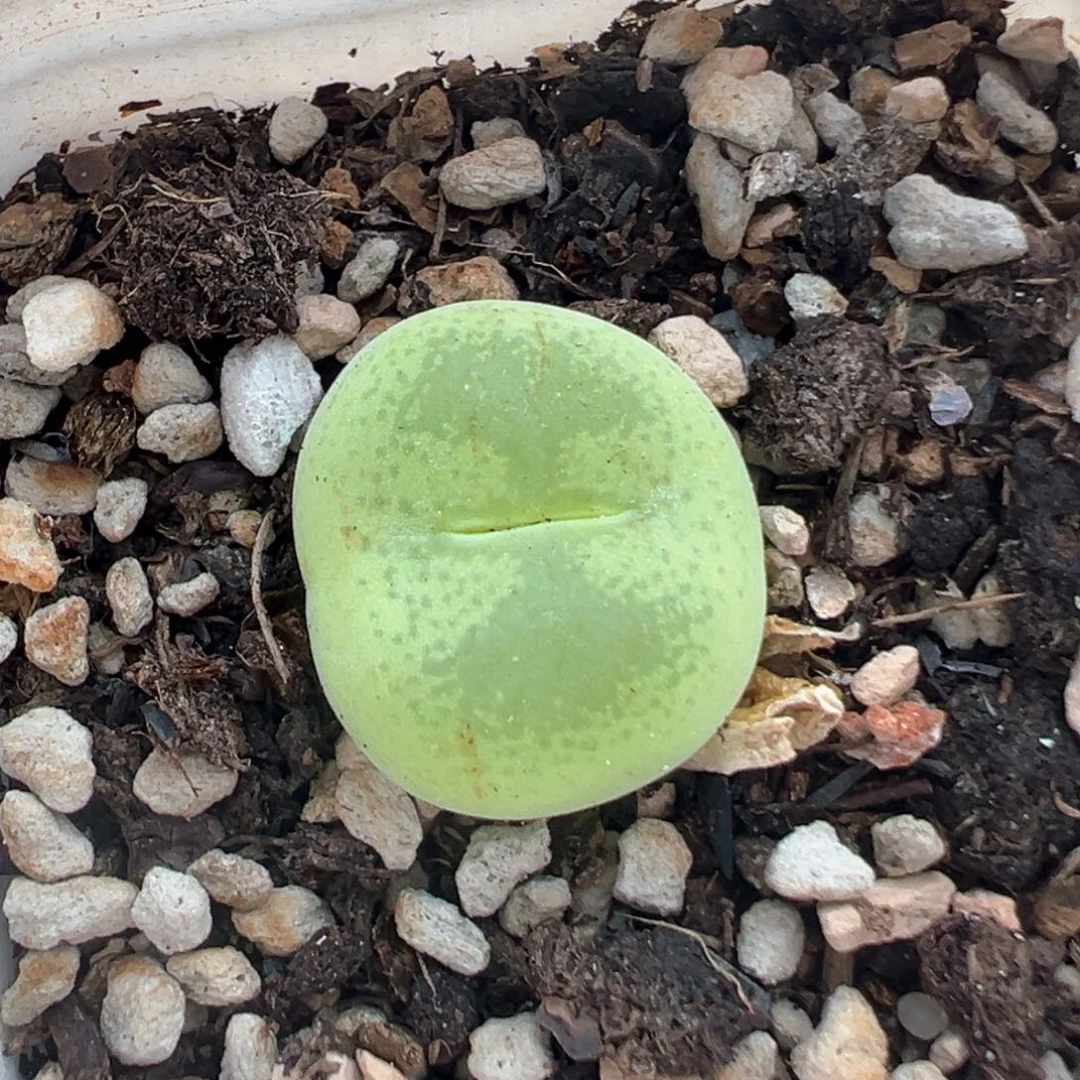 563多肉植物种类