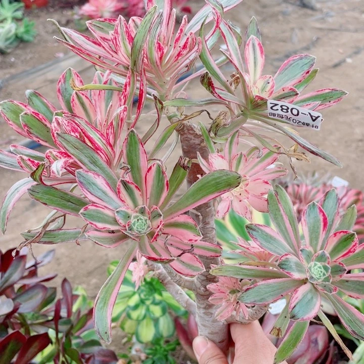 82围巾多肉11344578