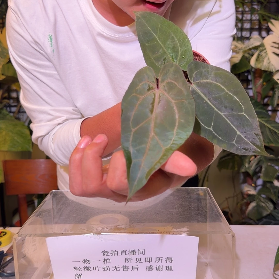 完全开放F190印尼寡妇