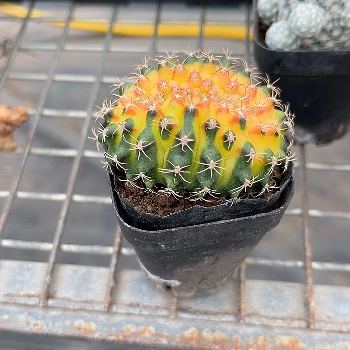 我也不知道我为什么要这样