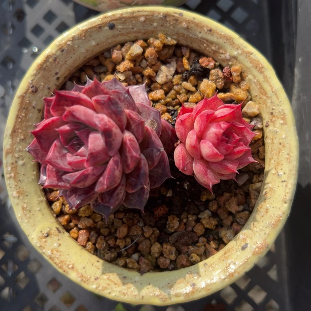 海螺精控多肉一物一拍