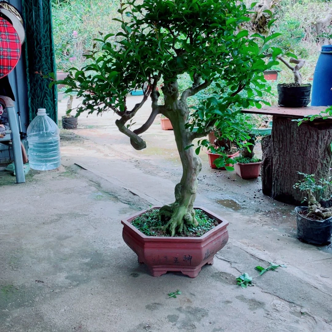 无花朵老桩紫薇红色花紫薇