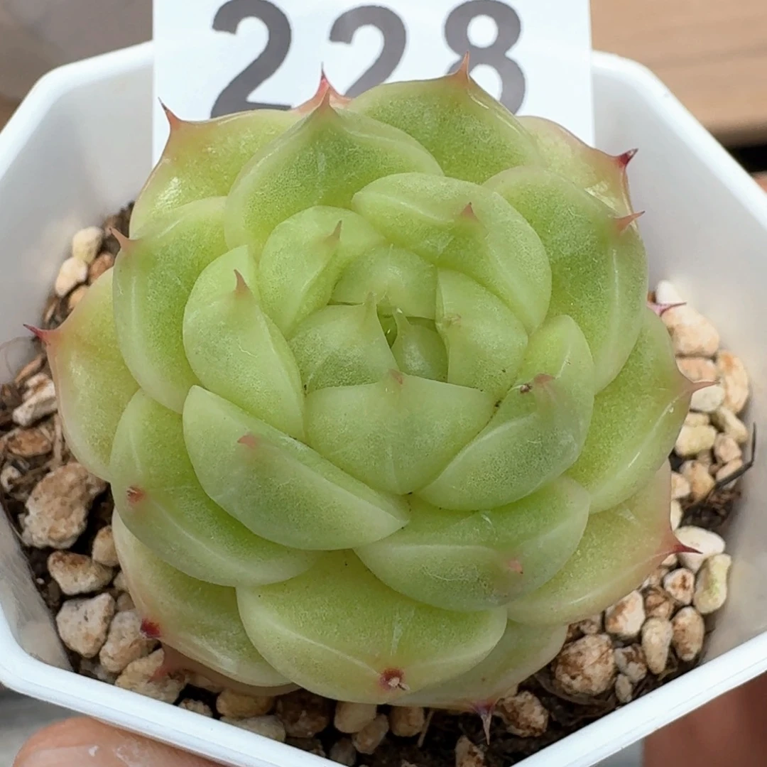 是*麦秆秃子脸         多肉植物