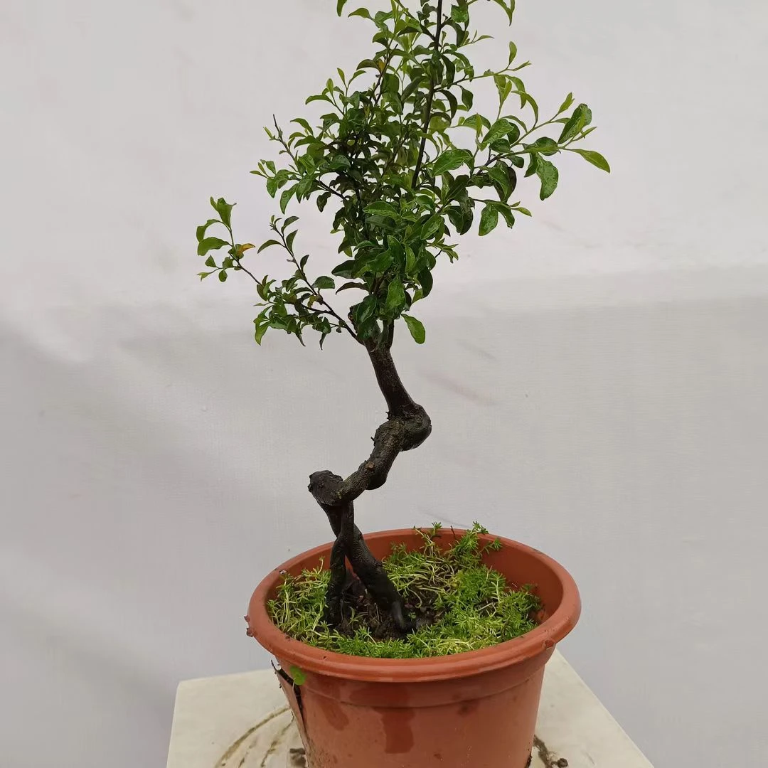 金弹子阳台庭院盆景栽培直播间一物一拍专用