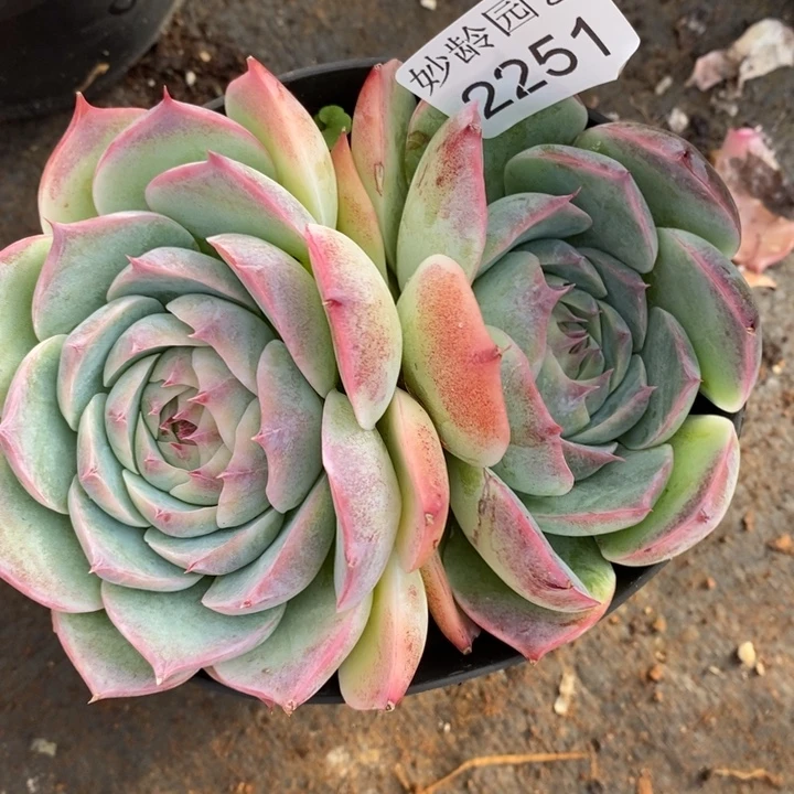 2251杂交老桩基地～12厘米