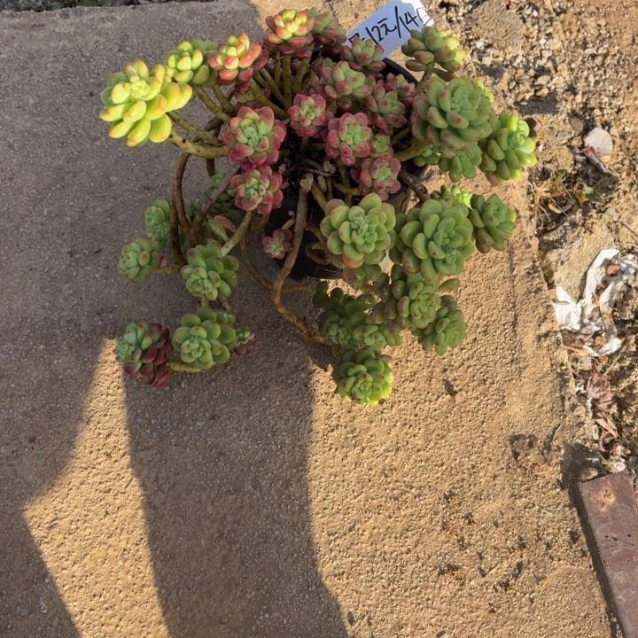 朵****多肉植物一物一拍满29元包邮夏景多肉基地