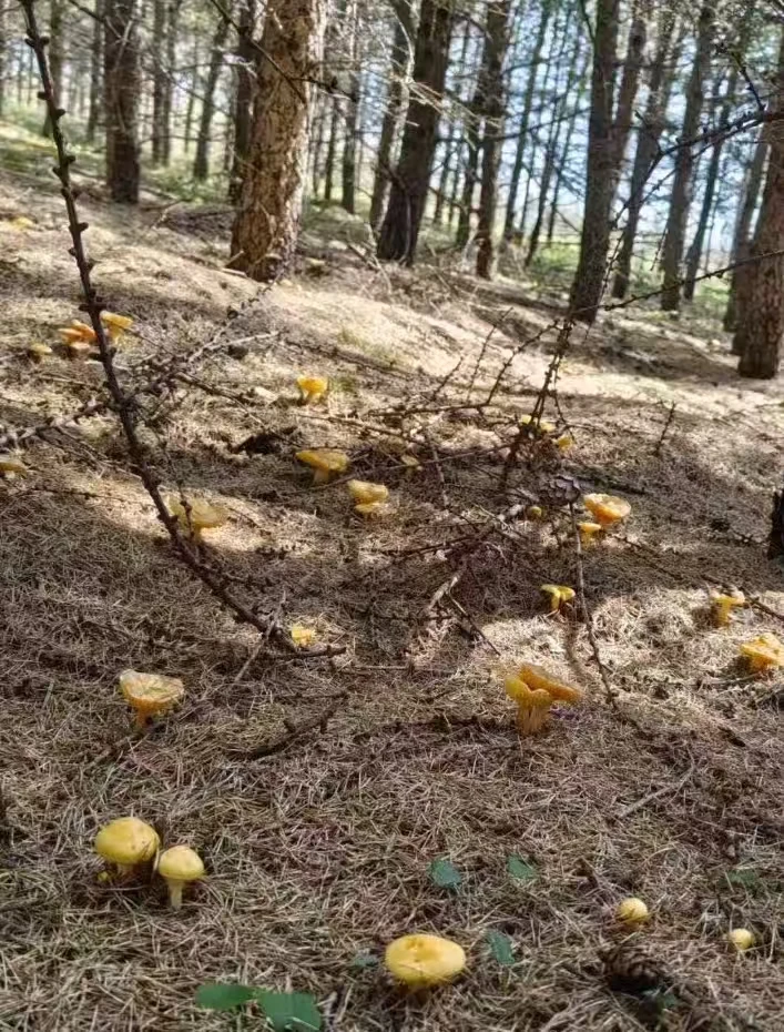 木兰围场 野生黄油蘑（焯水冷冻）