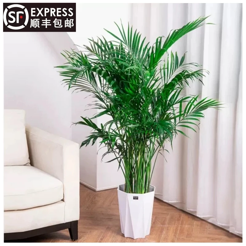 【1.1-1.2米】富贵椰子净化空气室内绿色美观盆栽