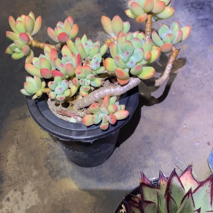 绿***风清新美人一物一拍