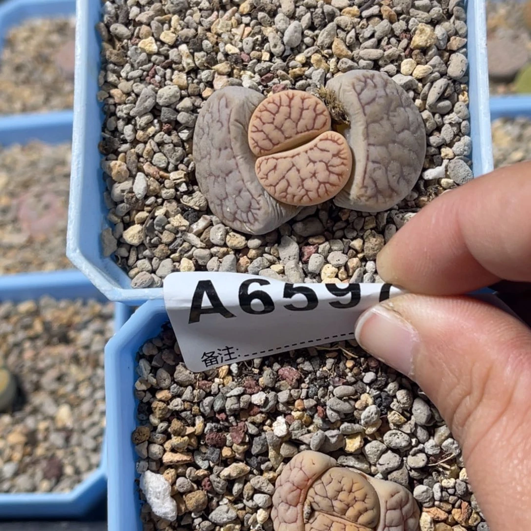 马***到6597荒2上11。      啊菊