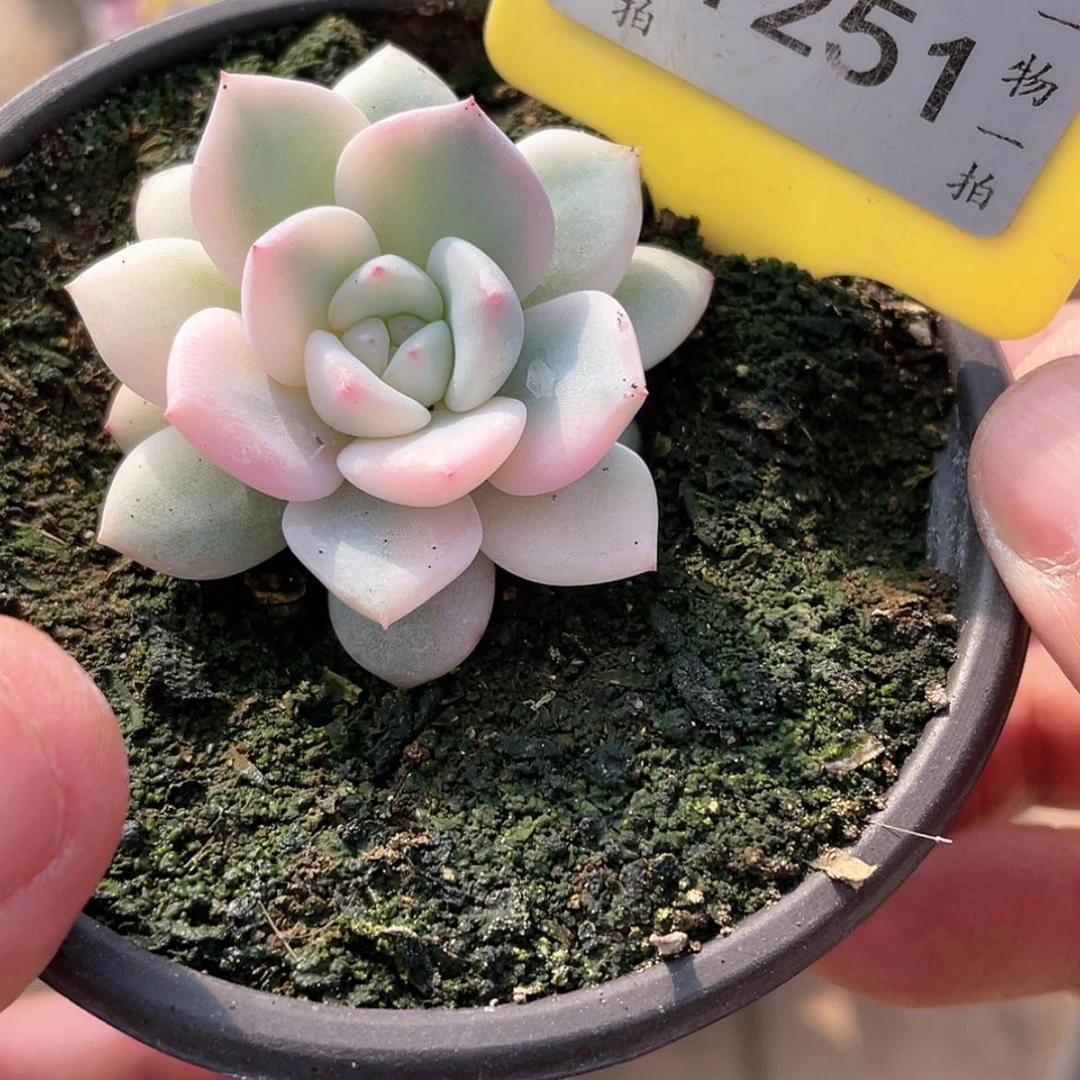 【闪购商品】1251号