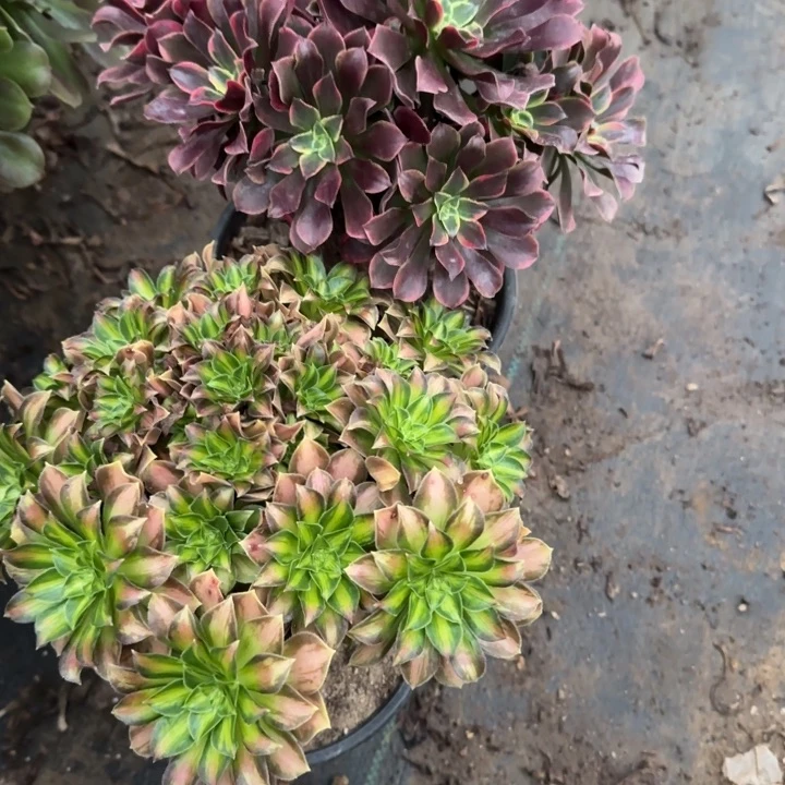 韶华➕金丝雀包邮。