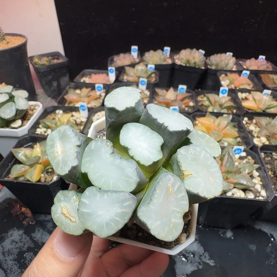 恭喜发财盐湖城万象