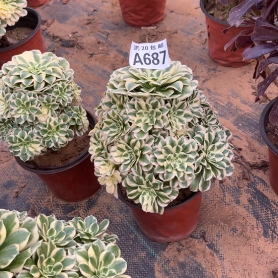 687迈巴赫不包断枝