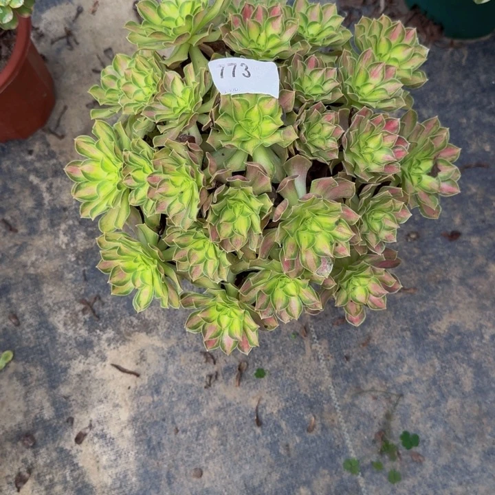 00000000773韶华000