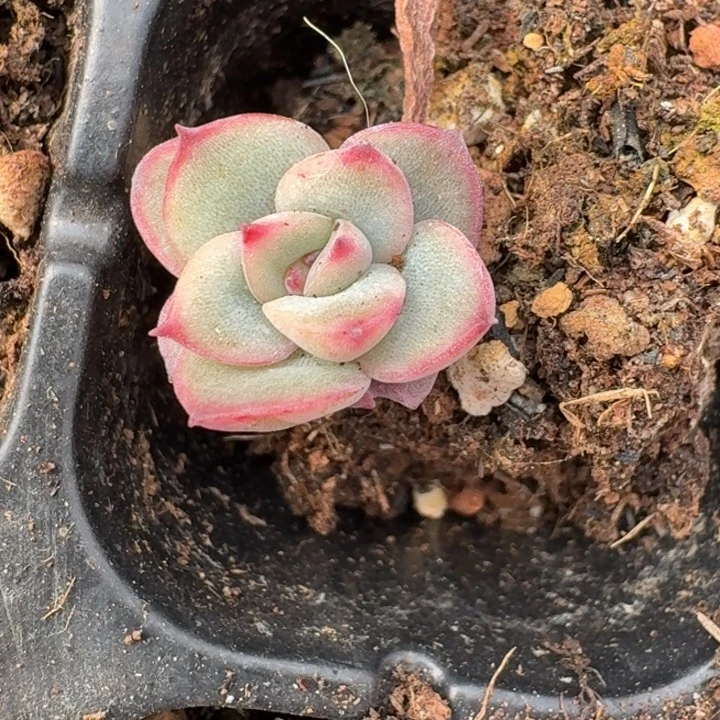 晨露一物一拍好看123