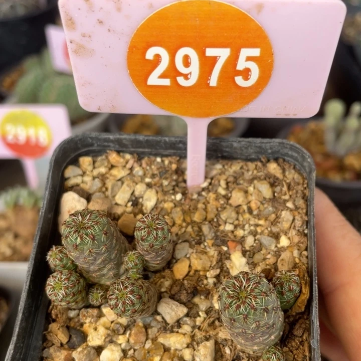 实生＊焰勾宝一棵2975