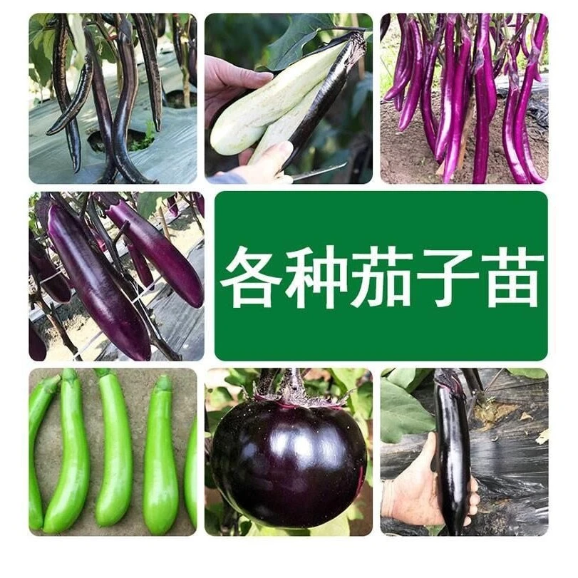 嫁接茄子苗秧苗带土老品种四季竹丝树杭茄紫白黑青茄子种籽蔬菜苗