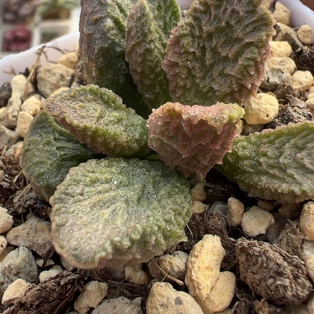 大鱼海棠水泡多肉植物