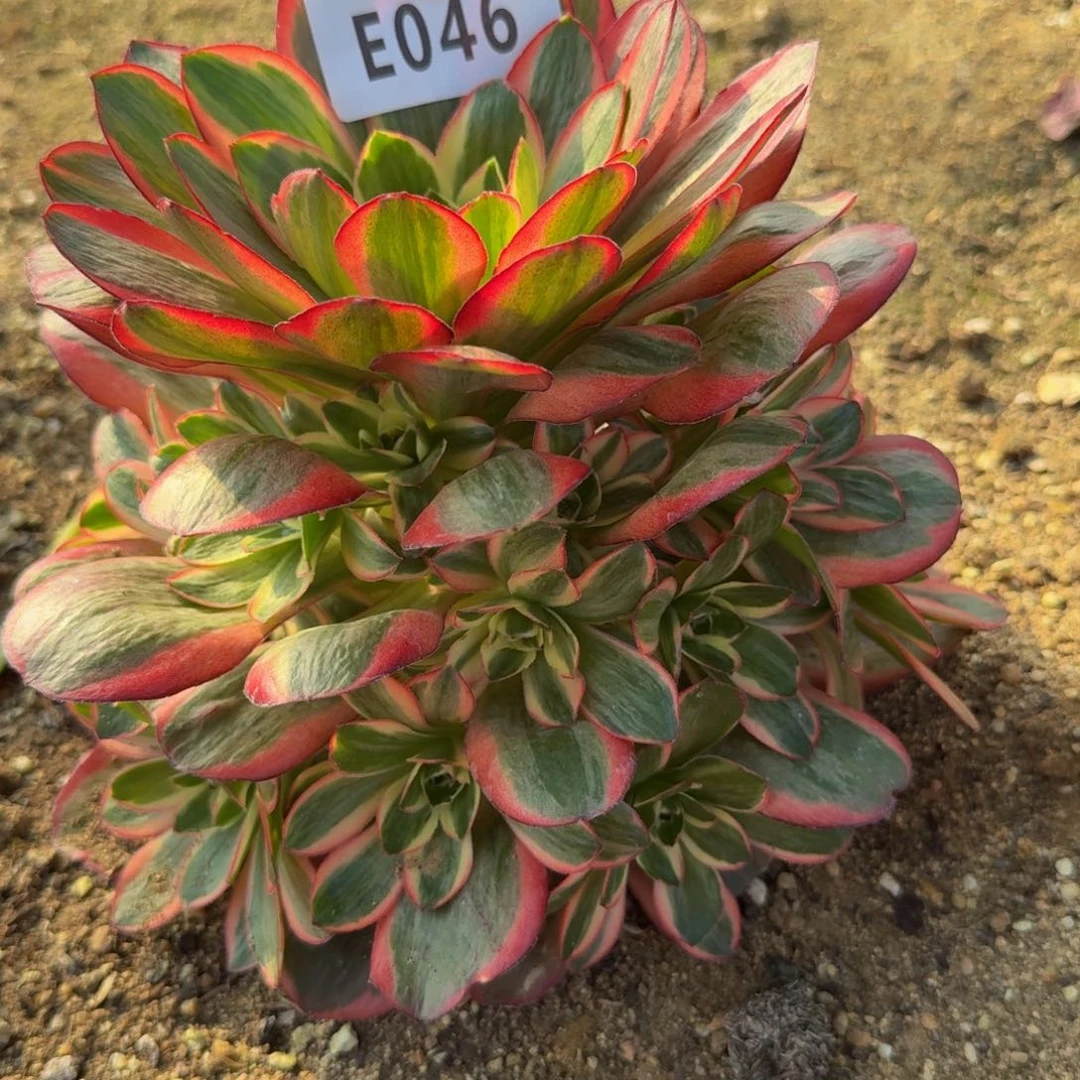  46魅金玫瑰金。多肉植物
