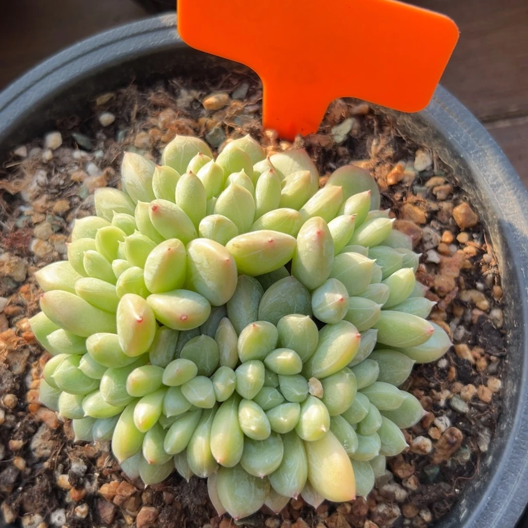 百达111111111111111