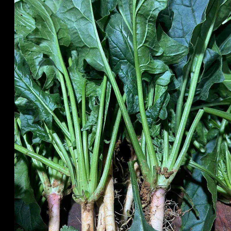 顺丰包邮贵州农家自种老品种菠菜