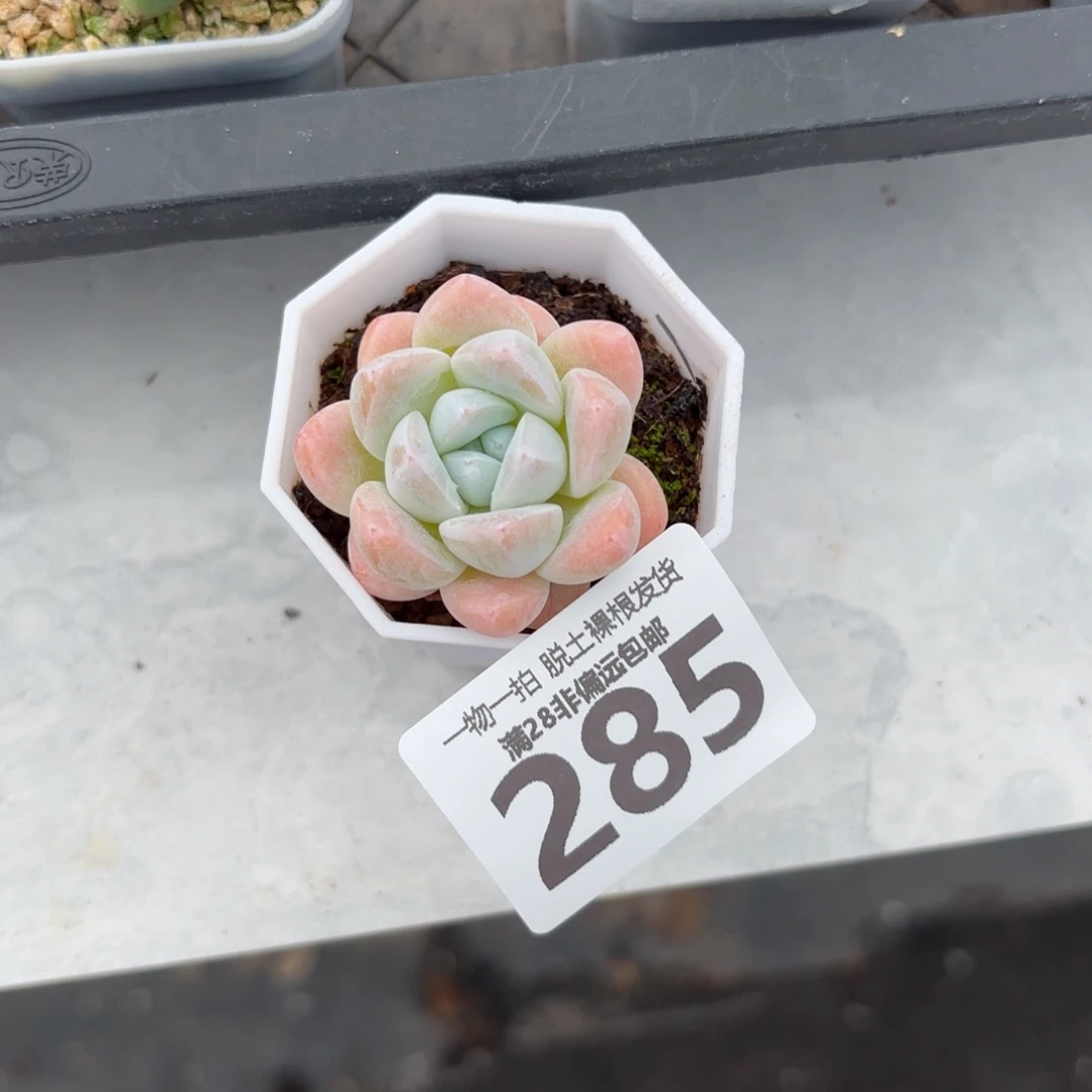 和田玉单头无盆土发货