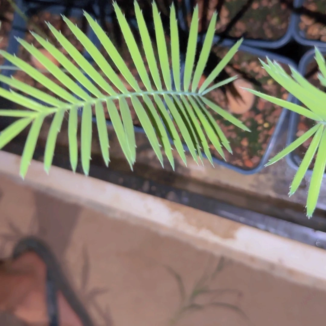 ꪝ***༨块根植物块根植物