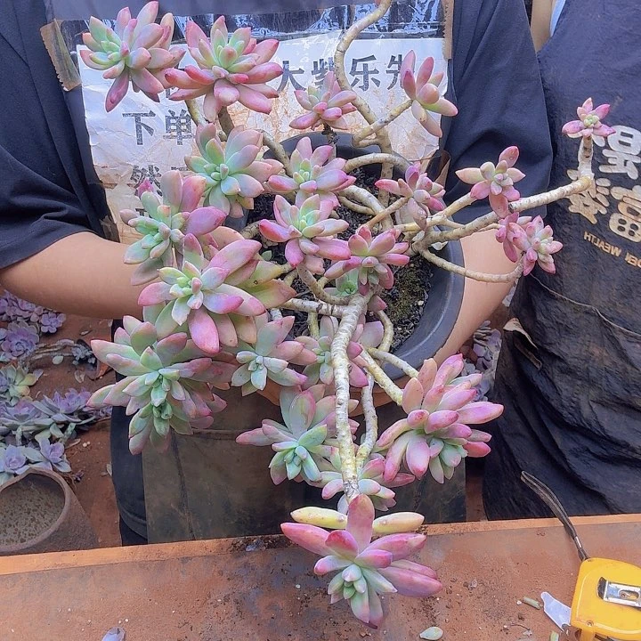完全开放老庄秋丽一物一拍，所见即所得，实物以图片为准