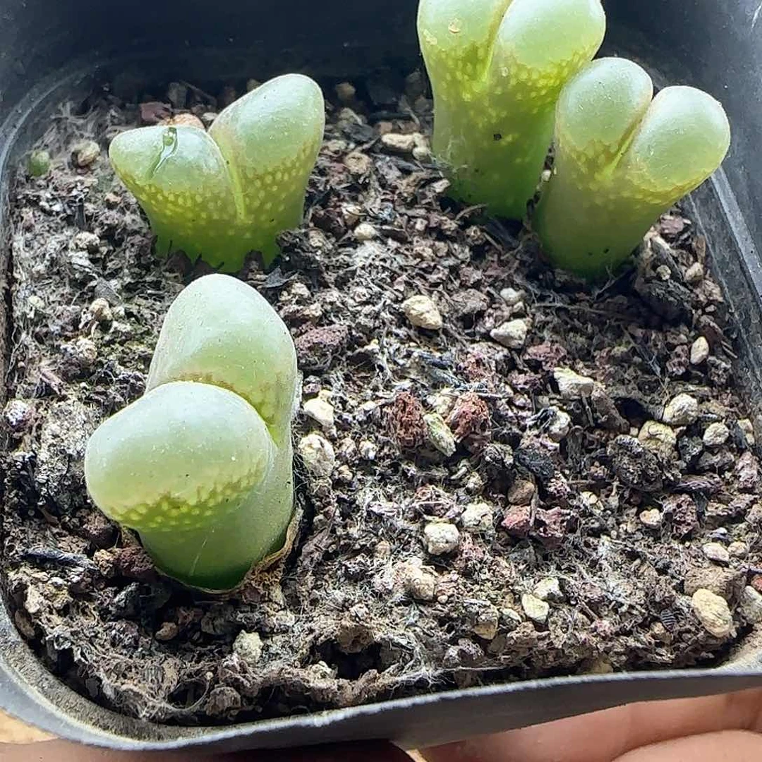 星***崽哈哈哈哈哈哈哈哈哈46158