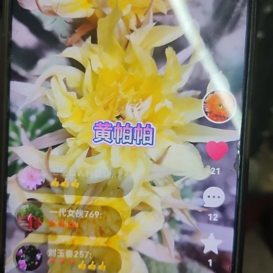 仙人球丽花黄帕帕侧芽