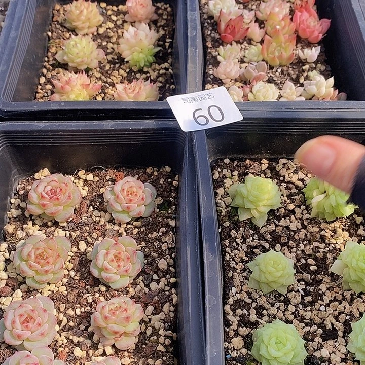 60多肉植物盆栽花卉