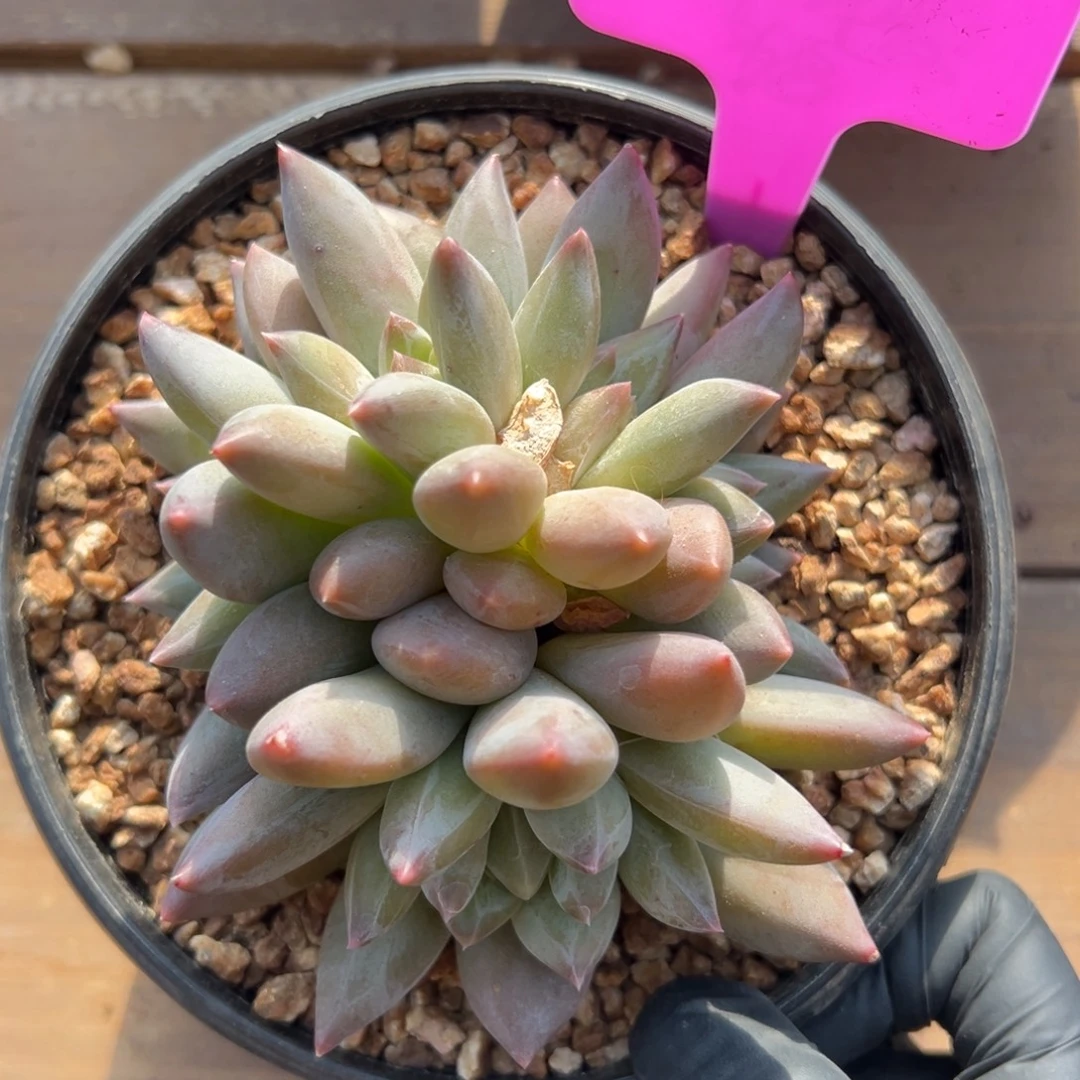 重楼特价111111111111