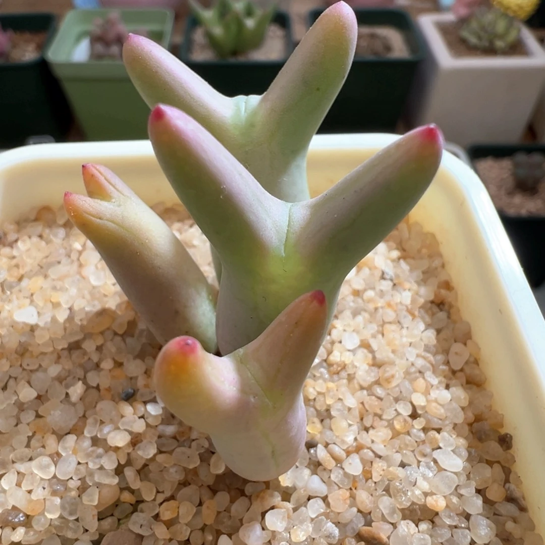 518。决绝子仙美0136尖耳皮卡丘。