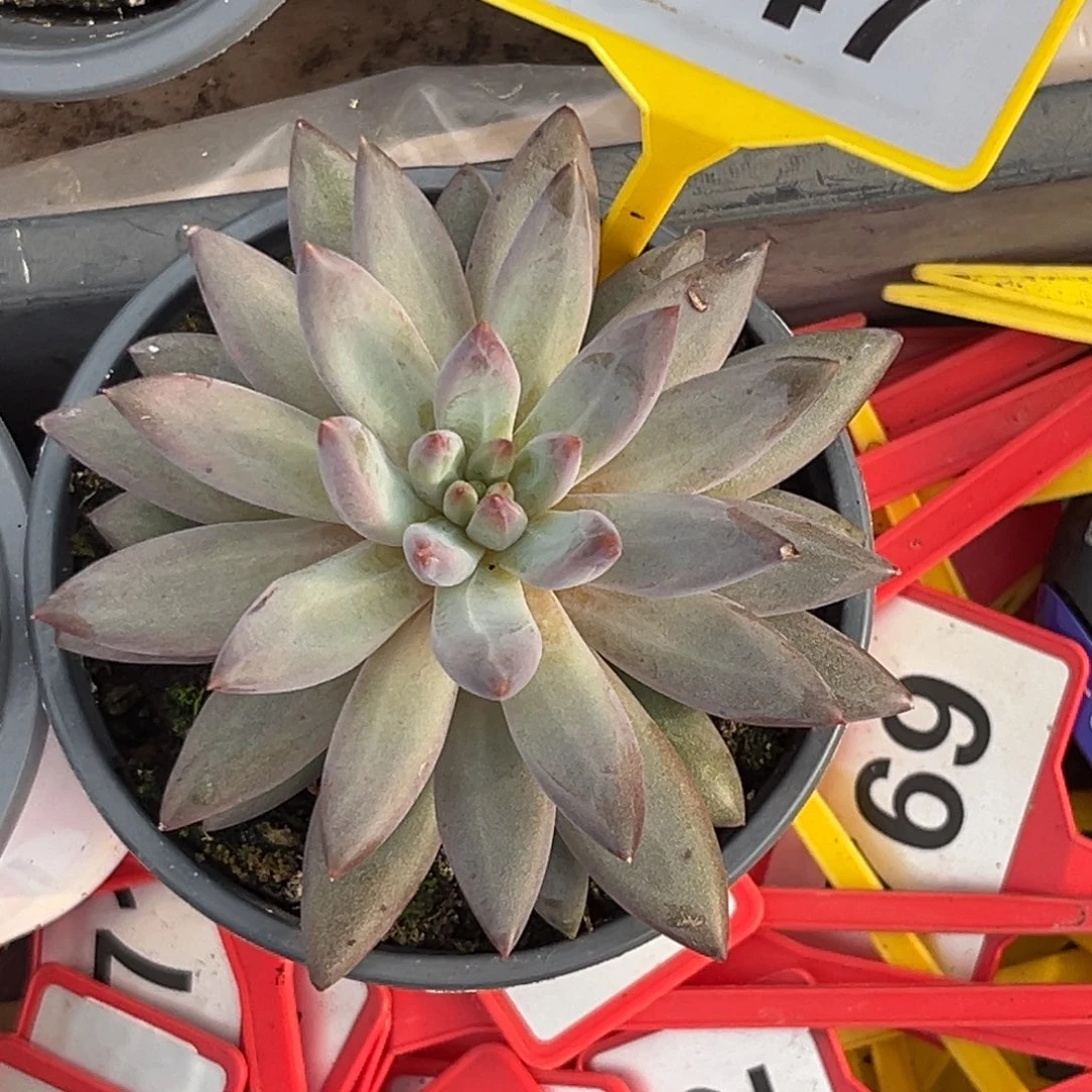多肉植物虞美人947