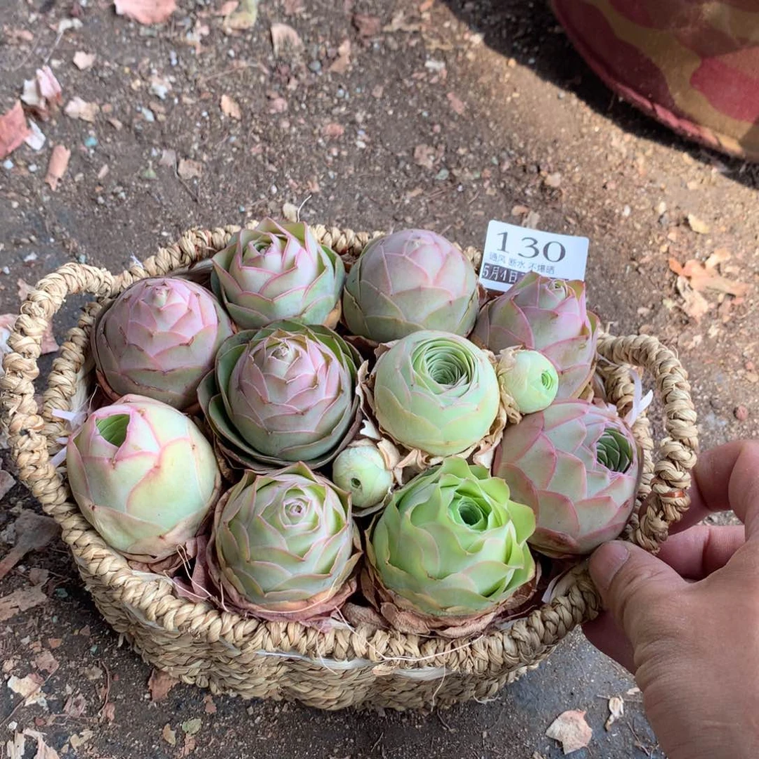 花蓝130带篮子发货