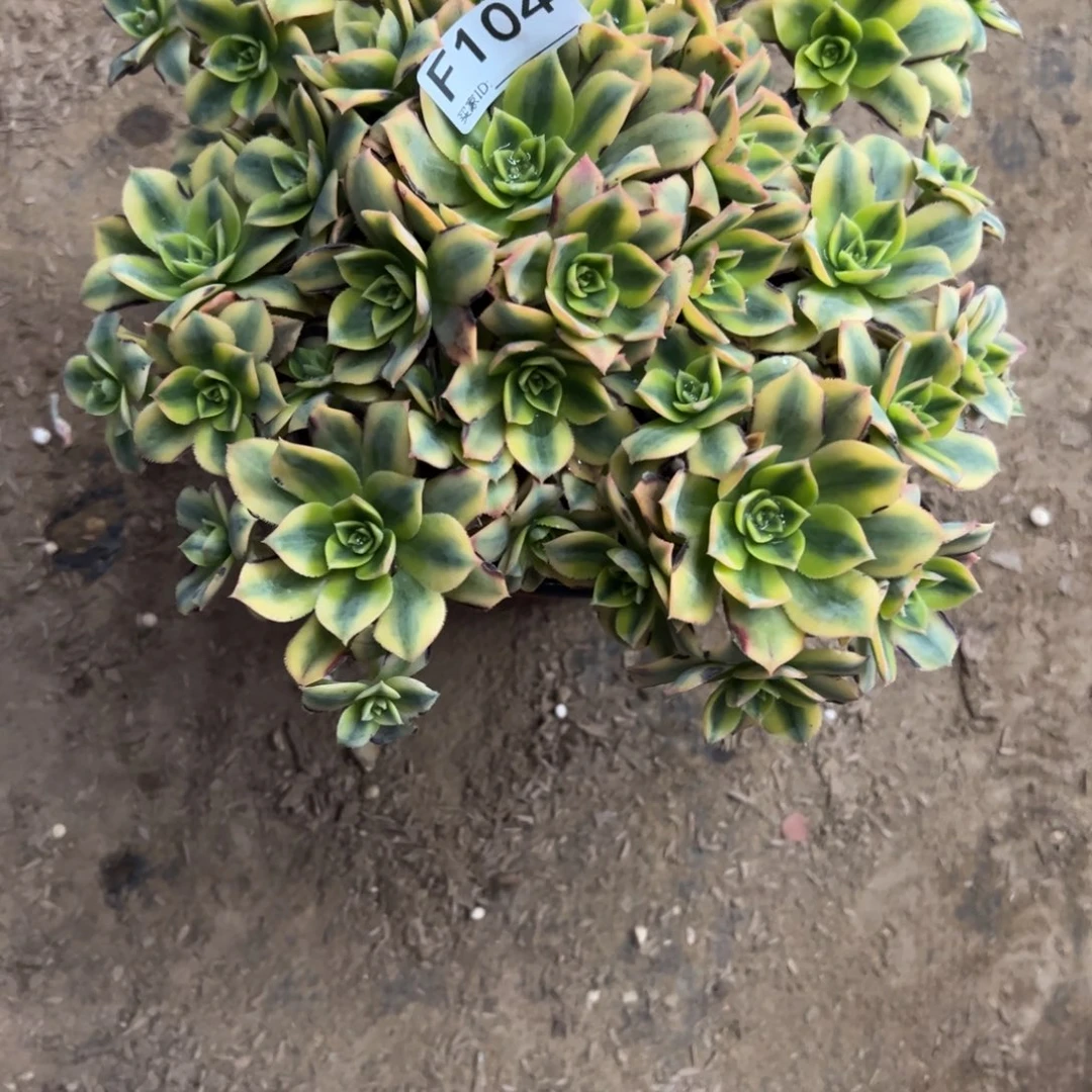104星爆多肉植物法师多肉
