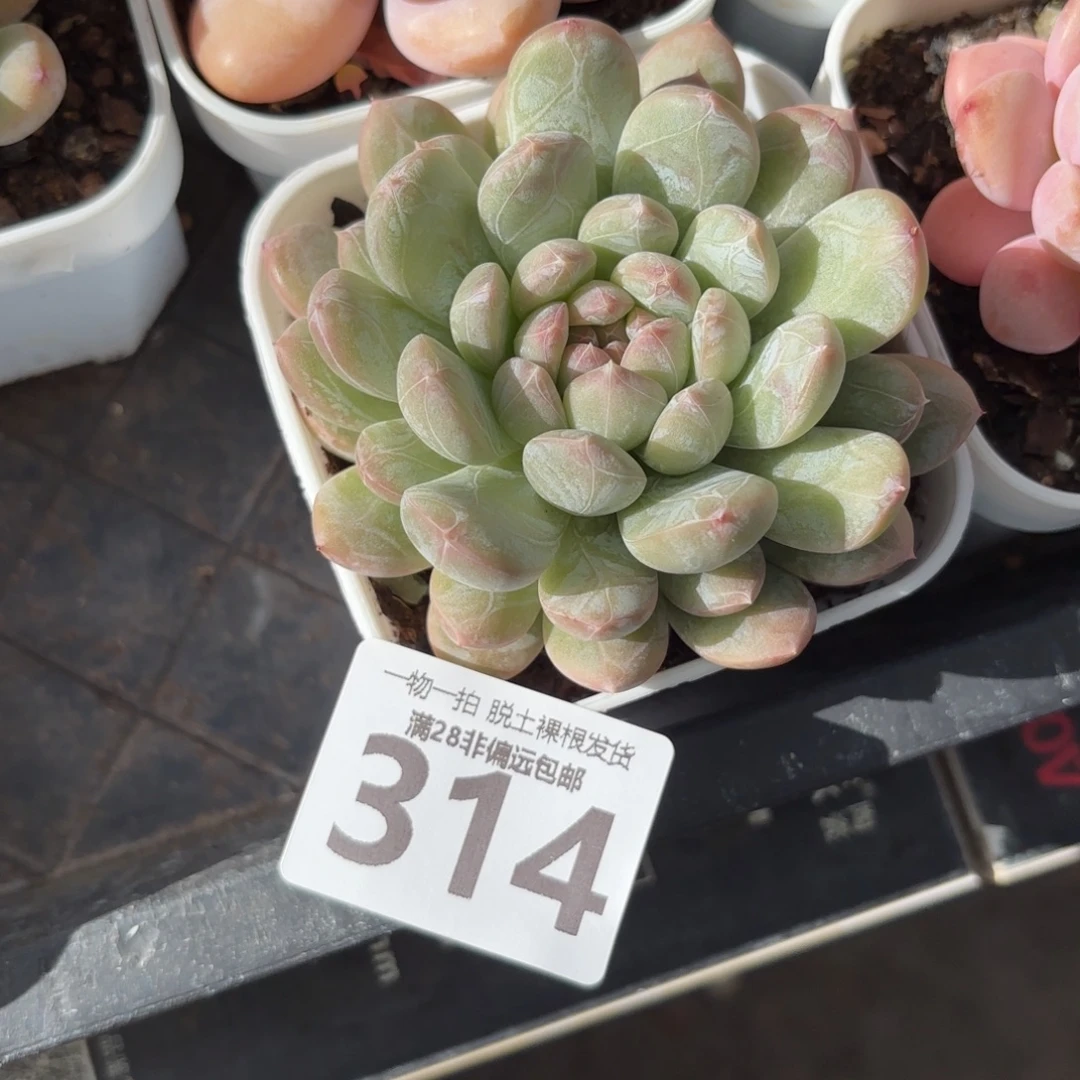 百达翡翠单头无盆土发货