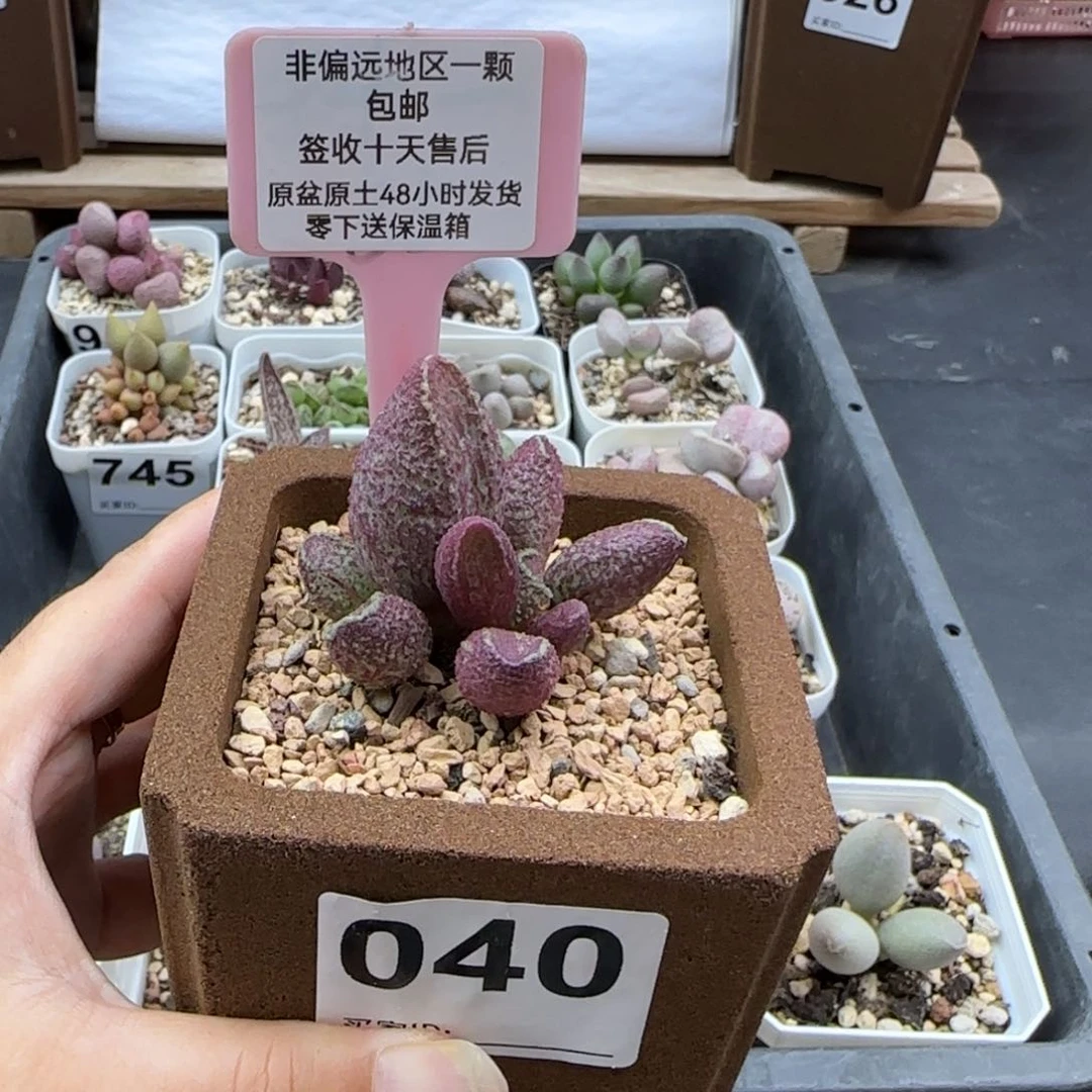 沉*?040花猪肝多肉植物