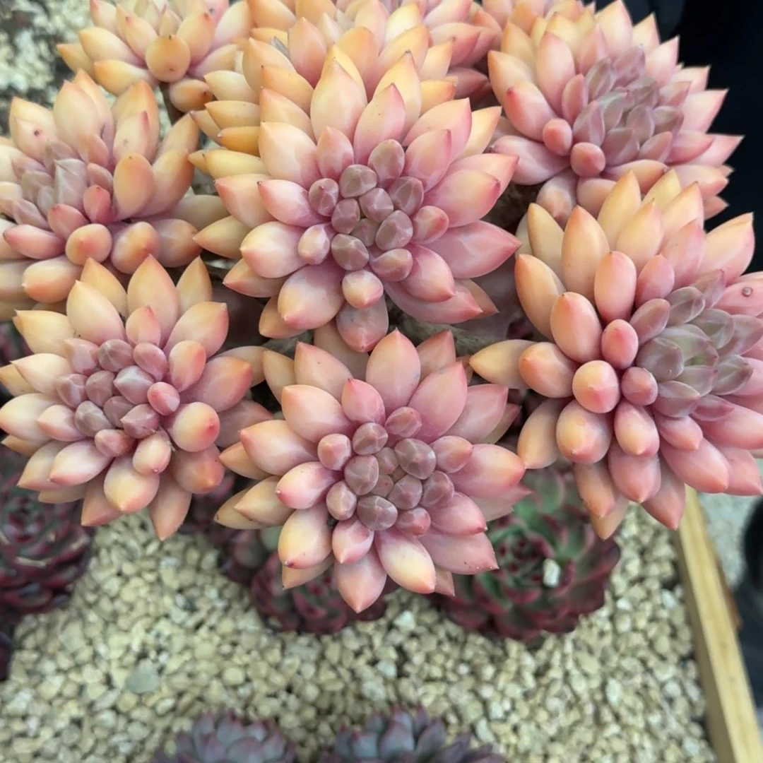 米***窝黄体红蜻蜓精品老桩