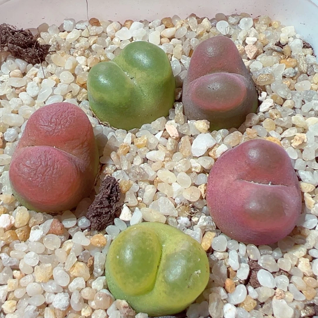 821-787多肉多肉毛彩套