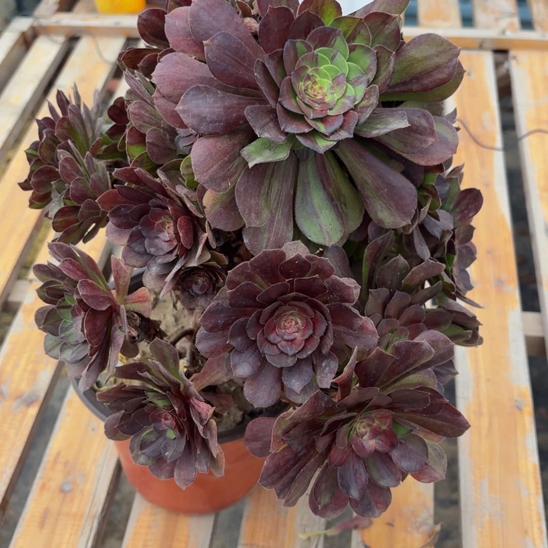 317多肉植物捧花的时候