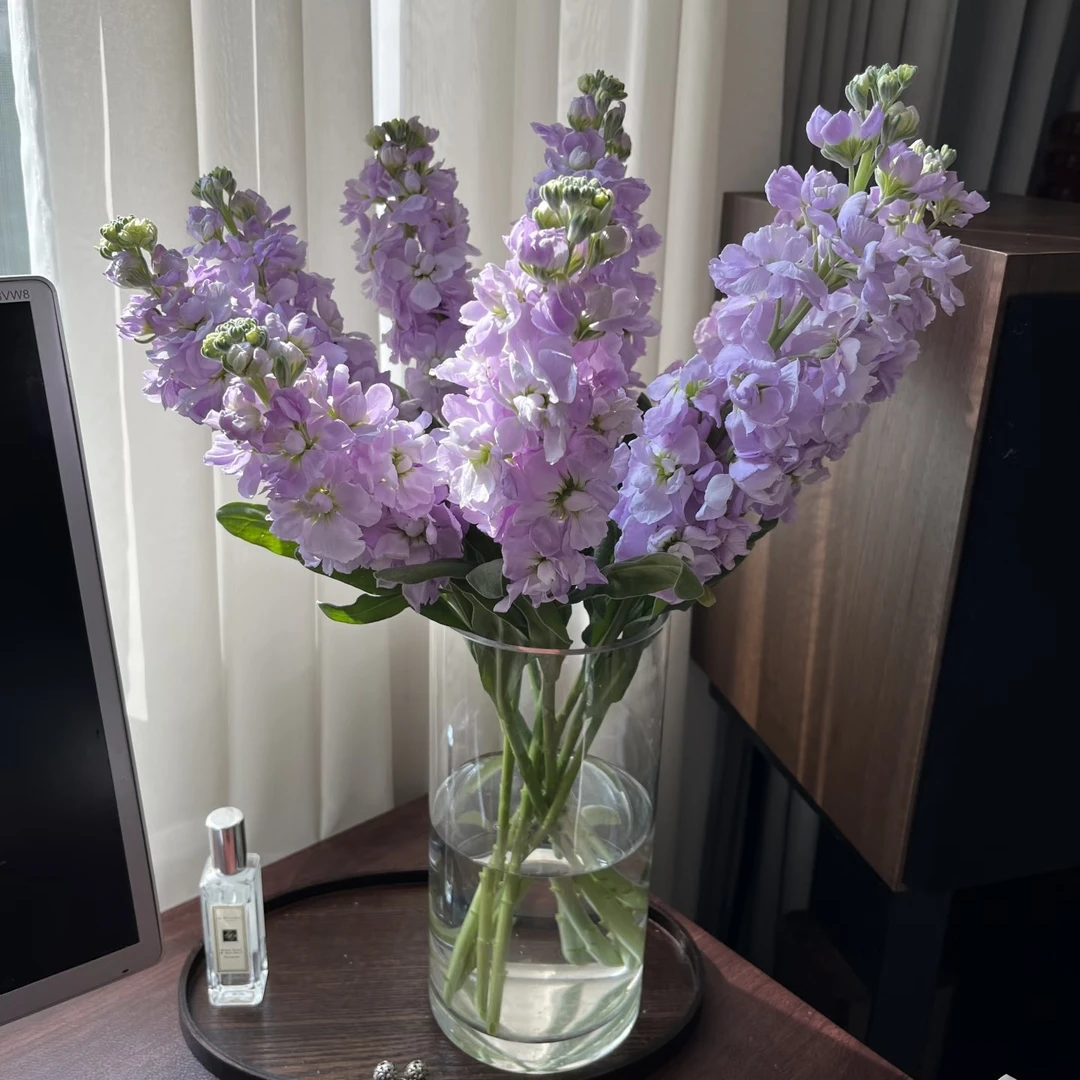 【草花】紫罗兰鲜花，运输途中容易脱水（20%耗损不售后）