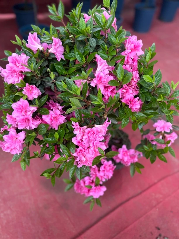 安酷杜鹃康乃馨粉花四季