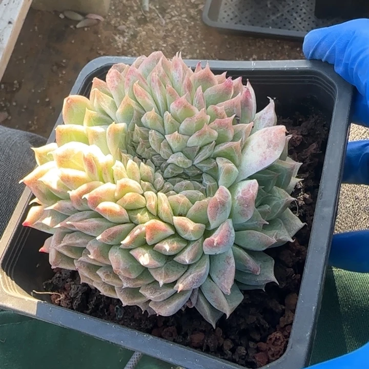 桃熏女王缀化五十包邮老桩