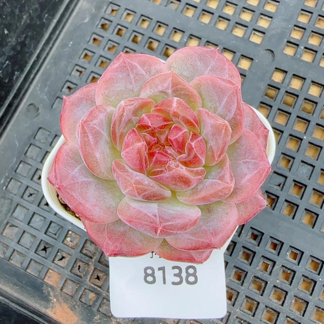 琥珀，8138多肉植物