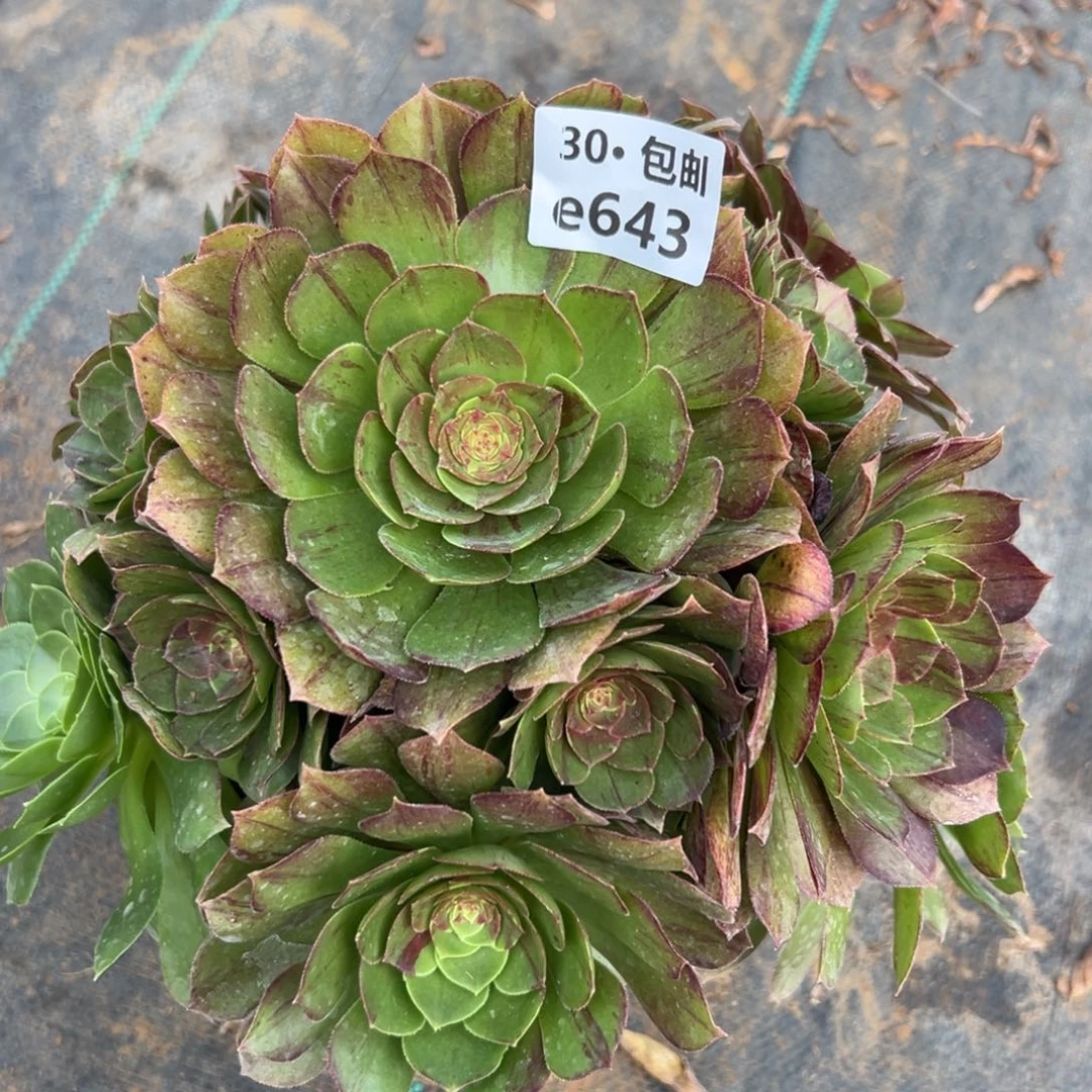 643 花月夜多肉法师