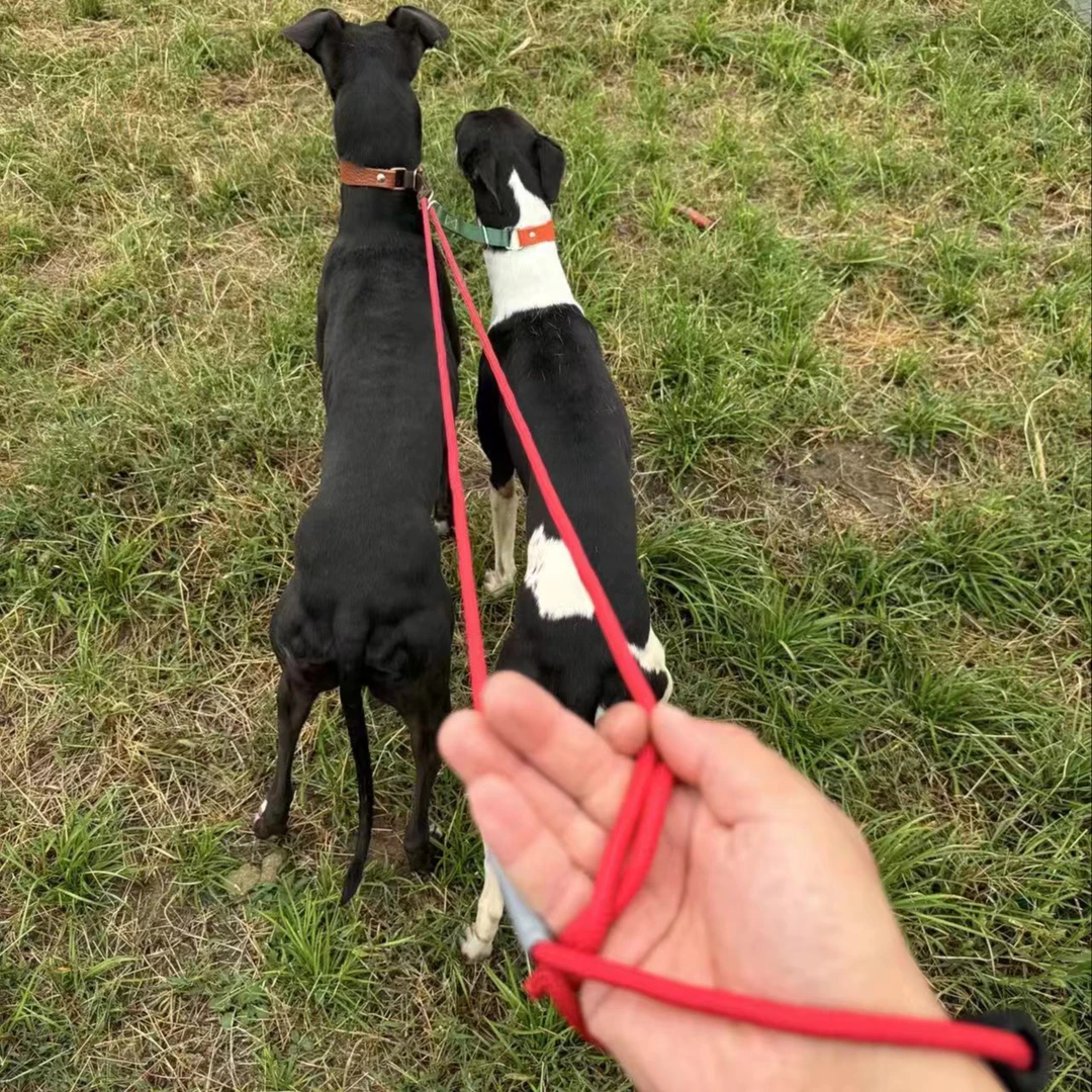 牵引绳白天户外快放绳遛狗使用格力灵缇惠比特使用方便快捷